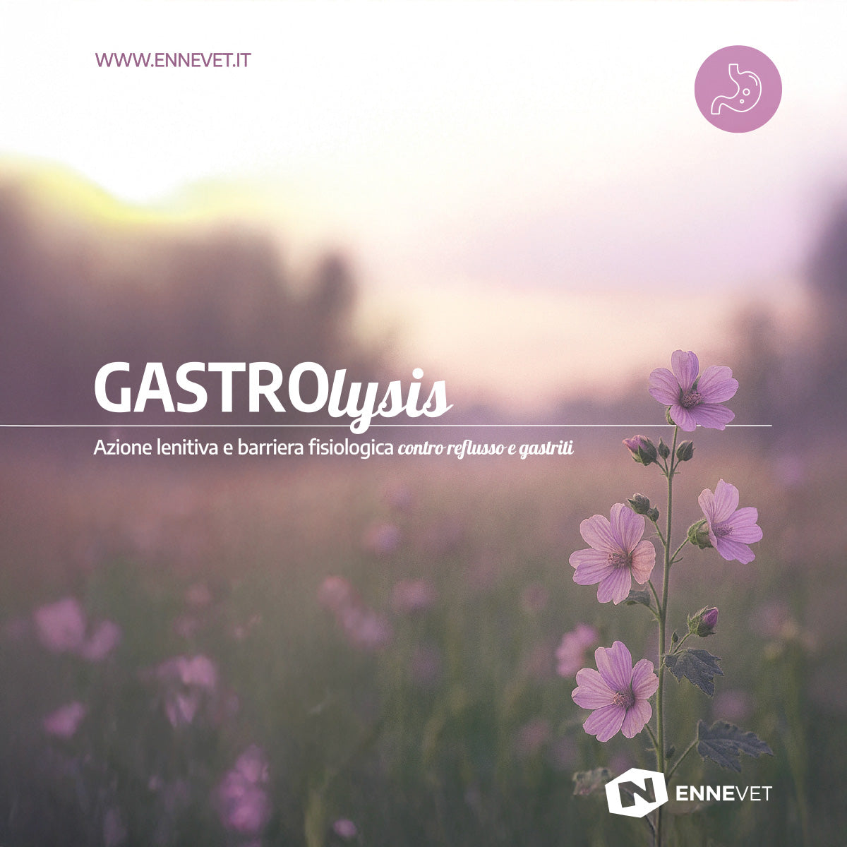 GASTROlysis